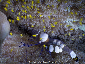 yellow baby's by Marc Van Den Broeck 